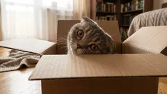 Perché i gatti sono così curiosi: non si tratta solo di interesse per le novità